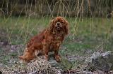 CAVALIER KING CHARLES 766